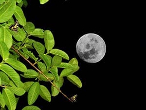 moon, plant